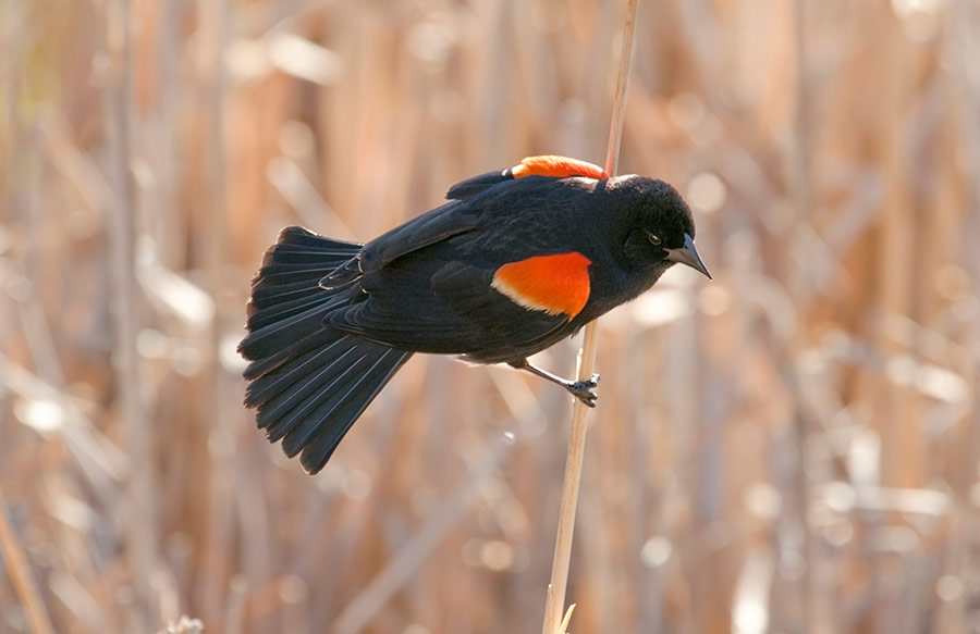 Red-winged Blackbird on grass